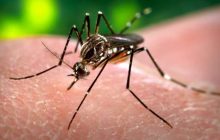 Medidas preventivas para evitar el dengue
