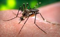 Medidas preventivas para evitar el dengue